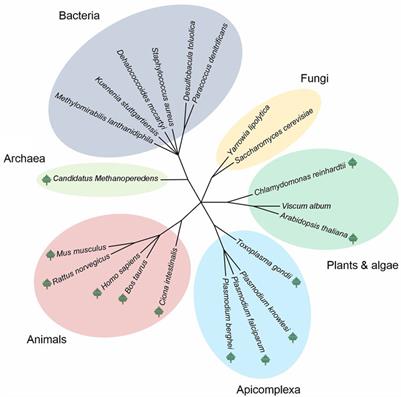 Frontiers | Complexome Profiling—Exploring Mitochondrial Protein ...